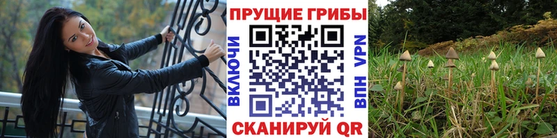 Псилоцибиновые грибы Psilocybine cubensis  цены наркотик  KRAKEN ТОР  Нягань 